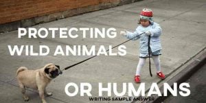 ielts writing task 2 sample answer essay protecting wild animals or humans