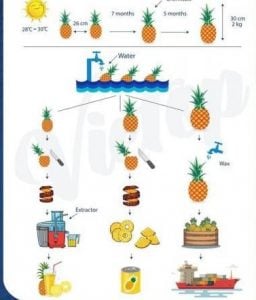 ielts essay pineapples process