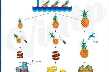 ielts essay pineapples process