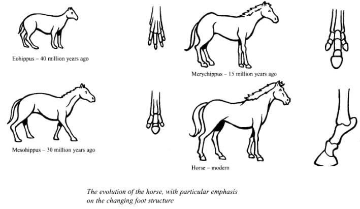 IELTS Essay Task 1: Horse Diagram
