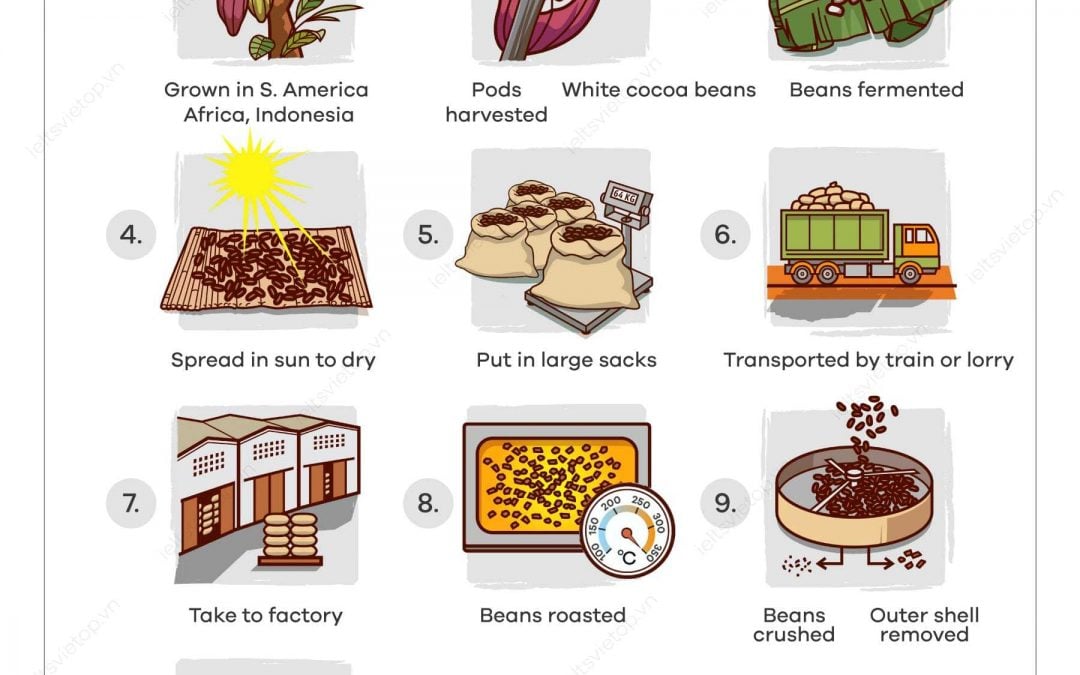IELTS Essay: Cocoa Beans and Chocolate Process Diagram