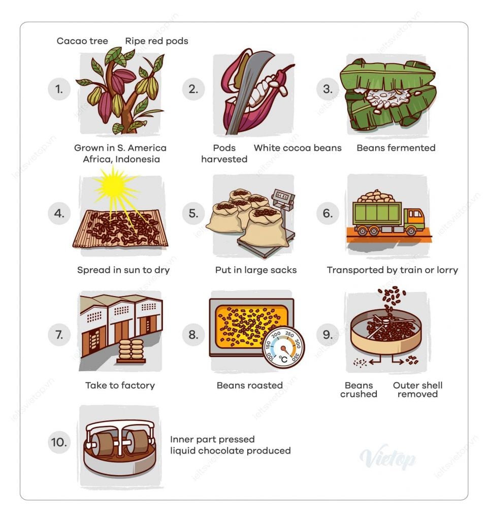 IELTS Essay: Cocoa Beans and Chocolate Process Diagram