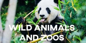 ielts essay Wild Animals and Zoos