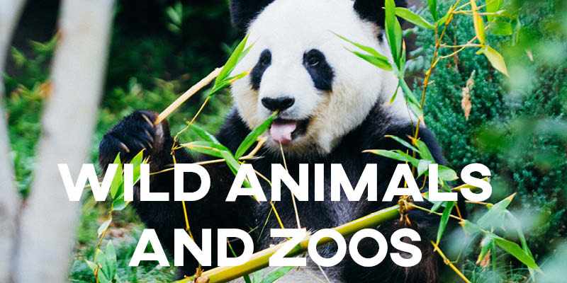 IELTS Essay General Training: Wild Animals and Zoos