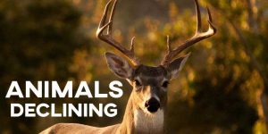 IELTS Essay: Animals Declining