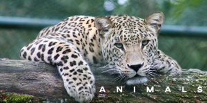 ielts essay about animals