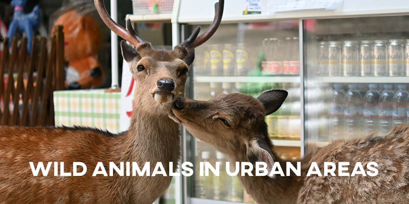 IELTS Essay: Wild Animals in Urban Areas