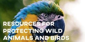 ielts essay resources protecting wild animals birds