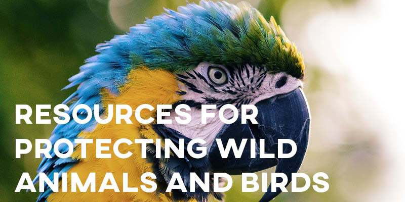 IELTS Essay: Resources for Protecting Wild Animals and Birds