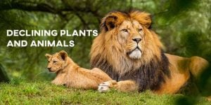 ielts essay declining plants and animals