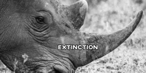 ielts essay extinction